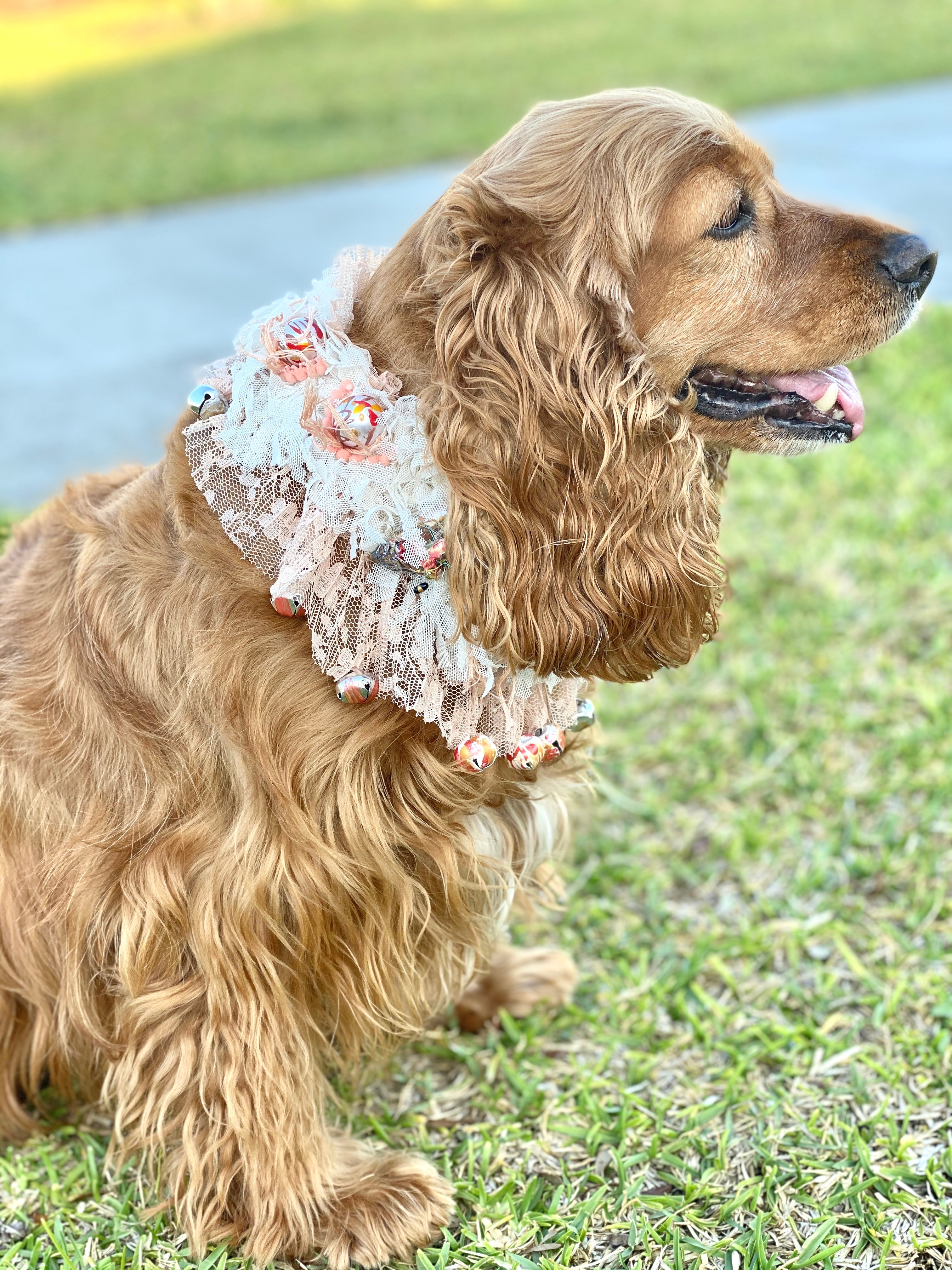 Sweet doggie
