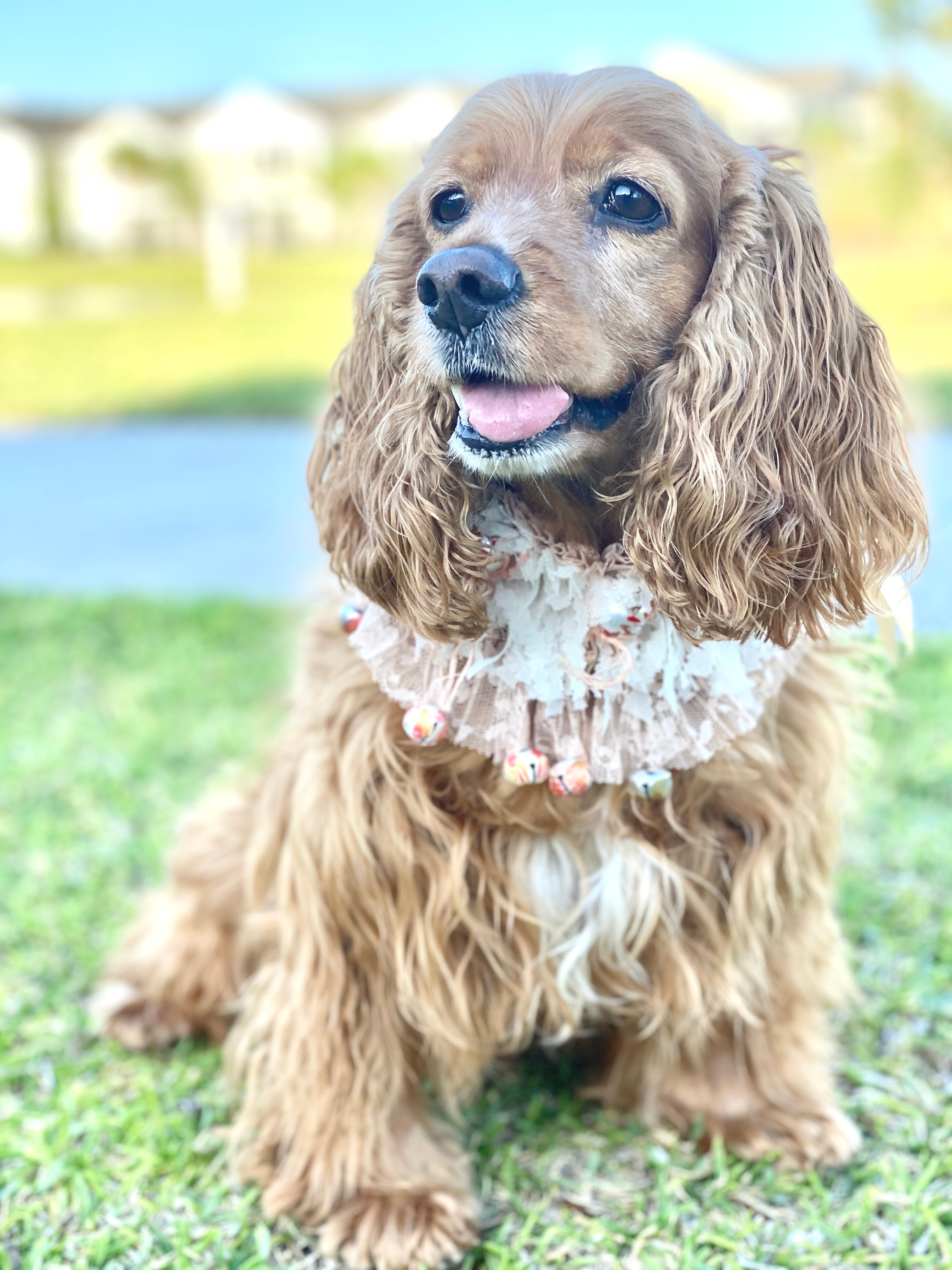 Sweet doggie