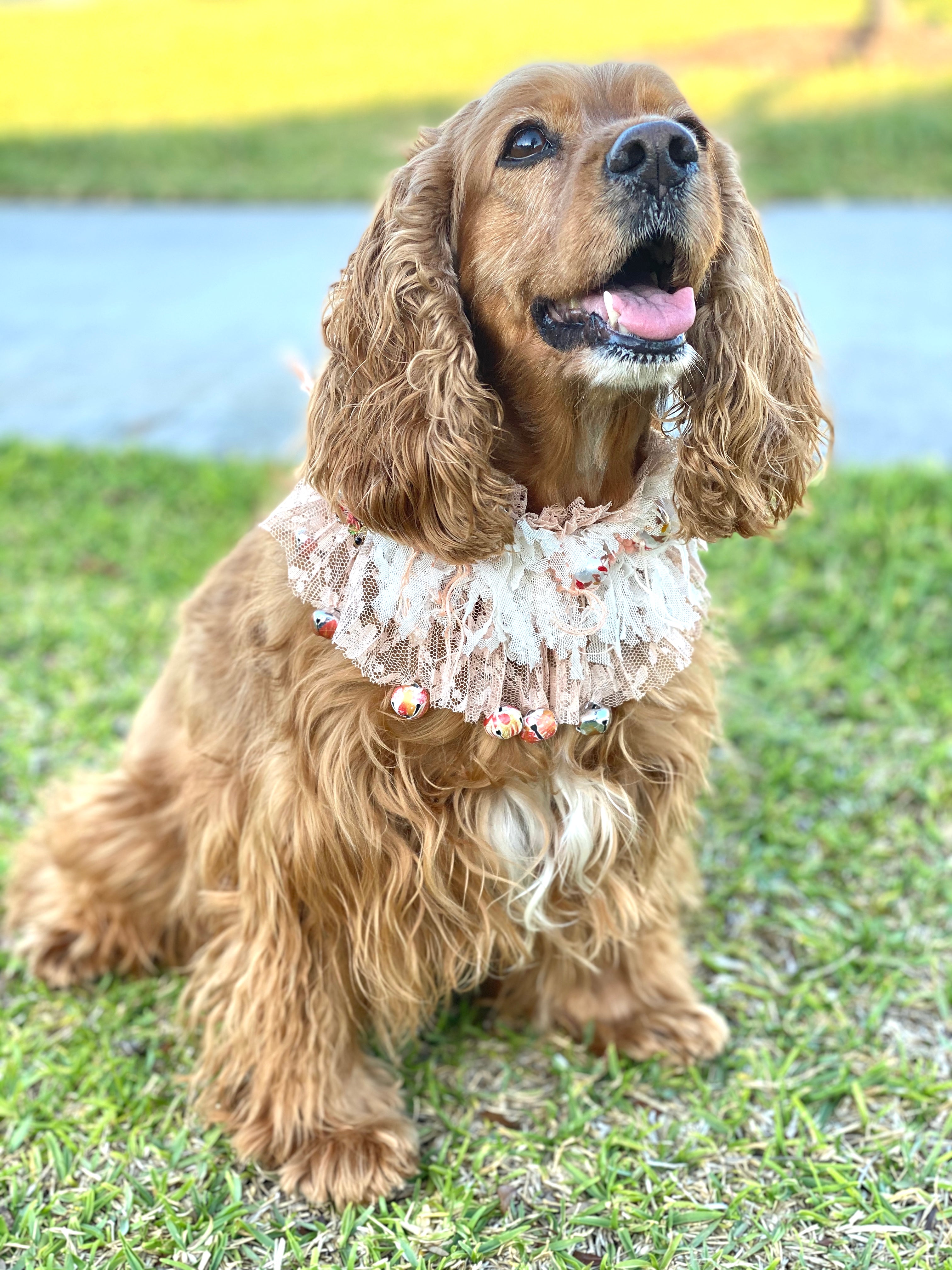 Sweet doggie