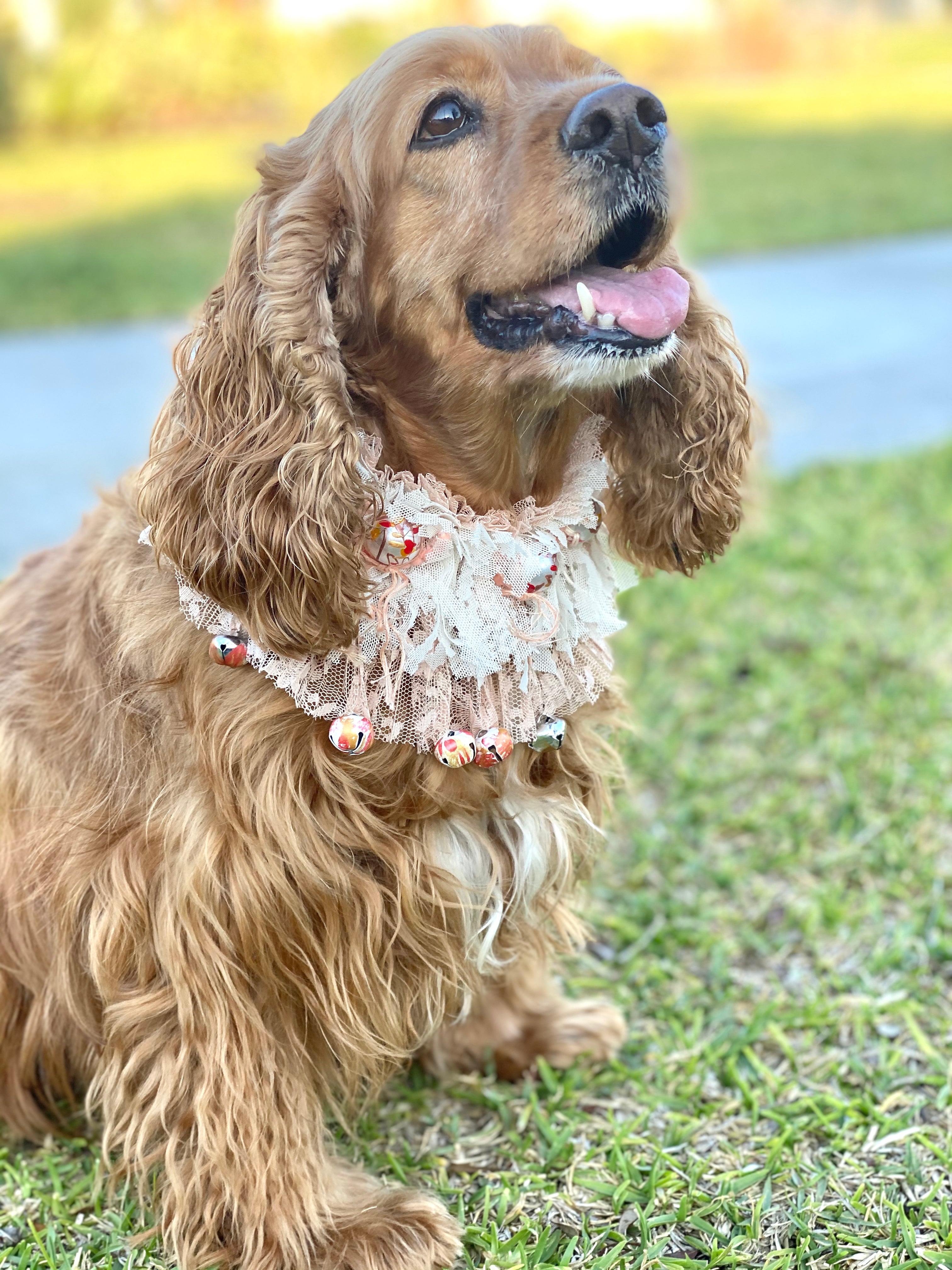 Sweet doggie