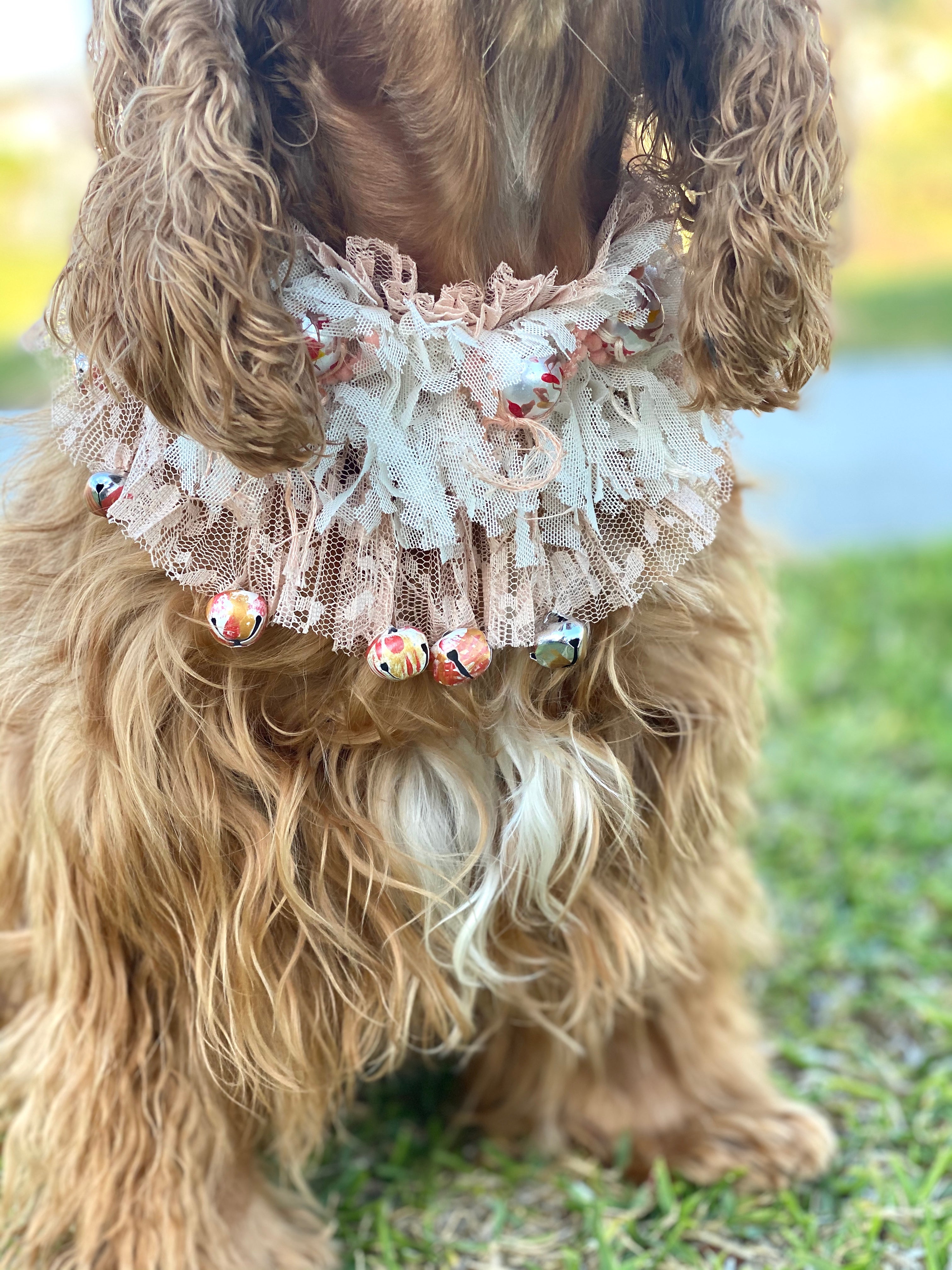 Sweet doggie